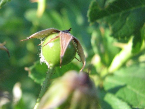 Multiflora Rose (Rosa multiflora)