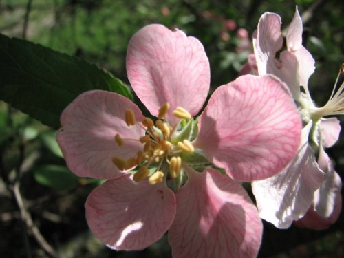 Prairie Crabapple (Malus ioensis)