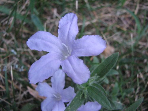 Prairie Petunia (Ruellia humilis)