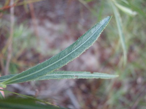 Sandbar Willow (Salix exigua)