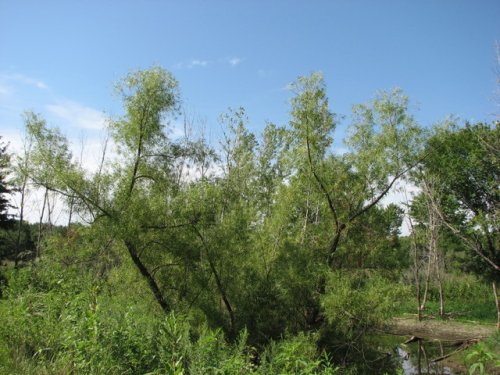 Black Willow (Salix nigra)