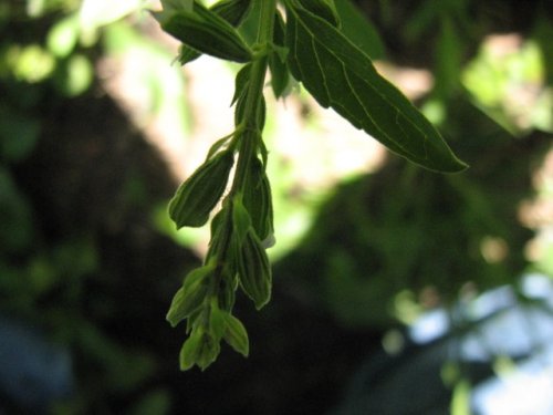 Lanceleaf Sage (Salvia reflexa)