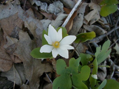 Bloodroot (Sanguinaria canadensis)