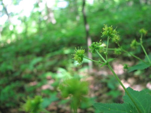 Fragrant Sanicle (Sanicula odorata)