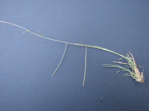 Tumblegrass (Schedonnardus paniculatus)