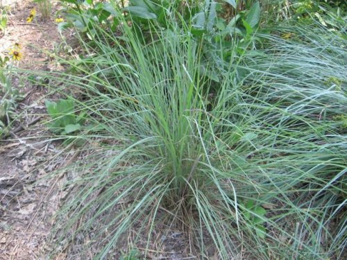 Little Bluestem (Schizachyrium scoparium)