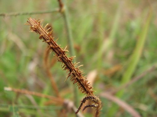 Sensitive Briar (Schrankia nuttalli)