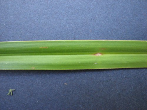 Green Bulrush (Scirpus atrovirens)