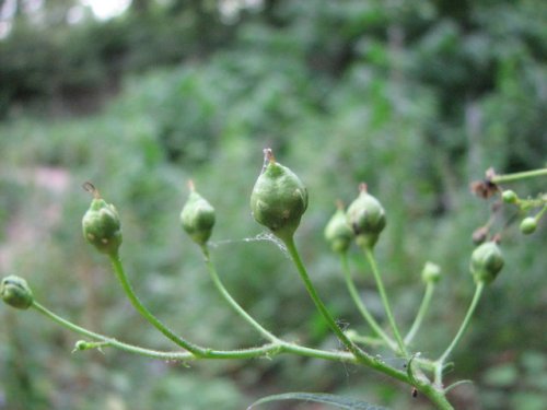 Maryland Figwort (Scrophularia marilandica)