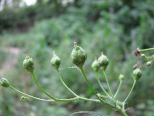 Maryland Figwort (Scrophularia marilandica)