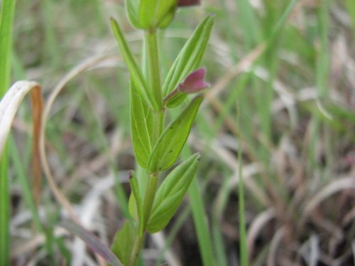 Small Skullcap (Scutellaria parvula)