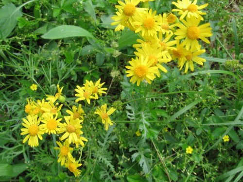 Plant ID Guide:Prairie Ragwort (Packera plattensis) - Kansas Native Plants