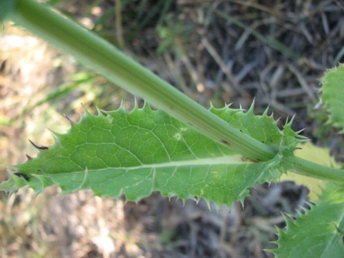 Prickly sow thistle (Sonchus asper)