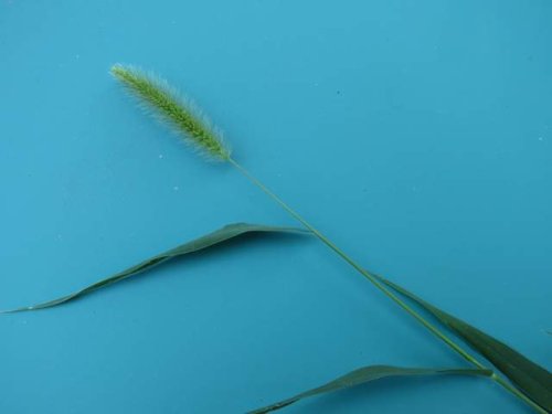 Green Foxtail (Setaria viridis)