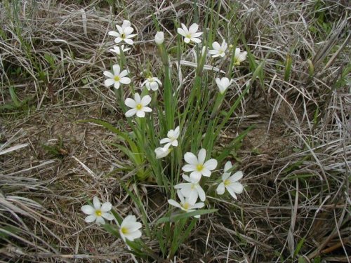 White-eyed Grass (Sisyrinchium campestre)