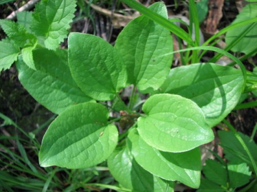 Smooth Carrionflower (Smilax herbacea)