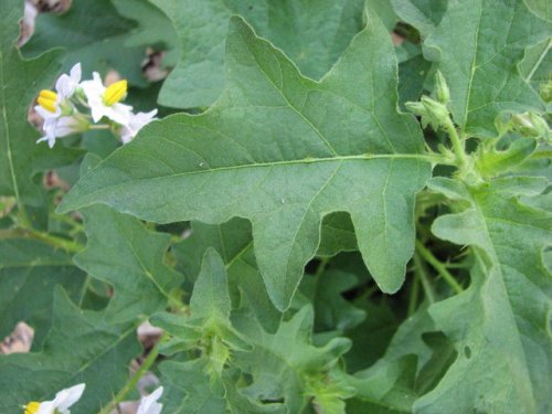 Carolina Horse Nettle (Solanum carolinense)