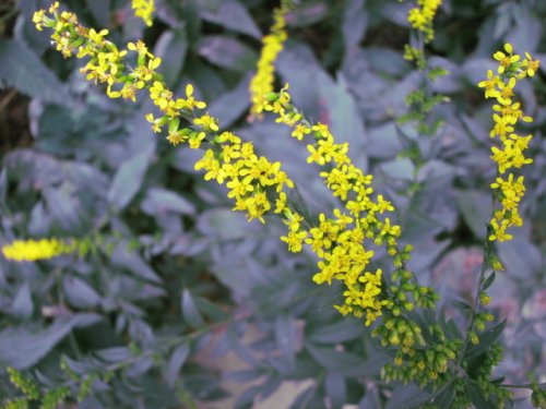 Elmleaf Goldenrod (Solidago ulmifolia)