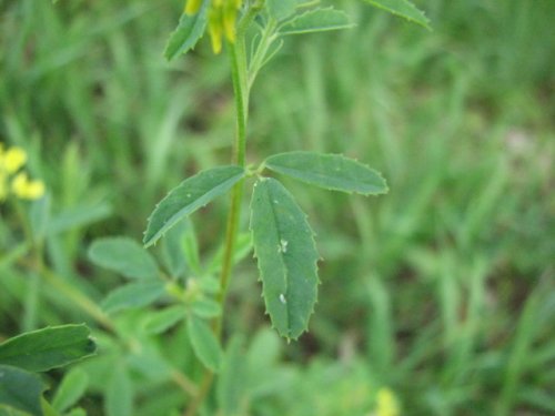 Yellow Sweet Clover (Melilotus officinalis)