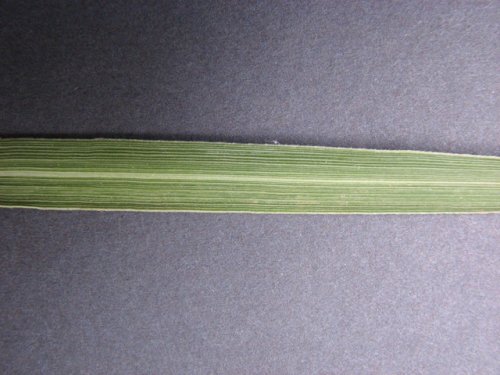 Indiangrass (Sorghastrum nutans)