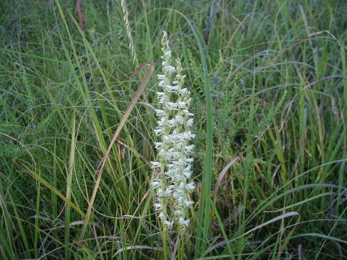 Spring Lady's Tresses (Spiranthes vernalis)