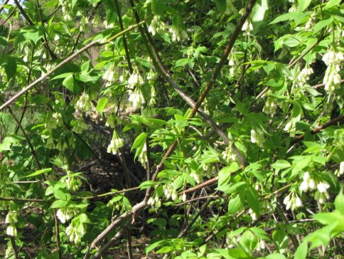 Bladdernut (Staphylea trifolia)