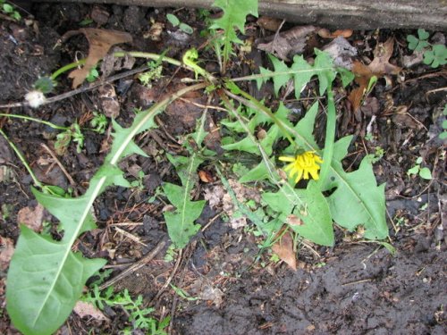 Common Dandelion (Taraxacum officinale)