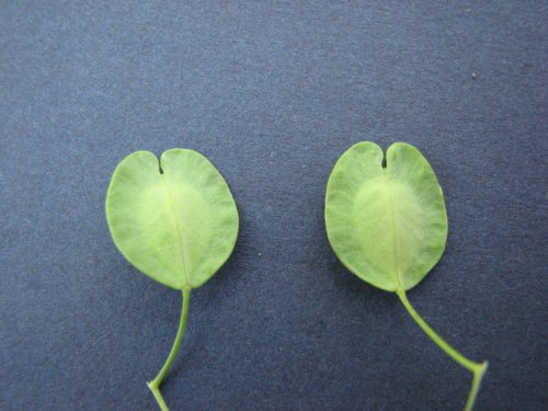 Field Pennycress (Thlaspi arvense)