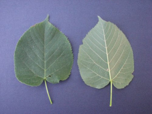 American Basswood (Tilia americana)