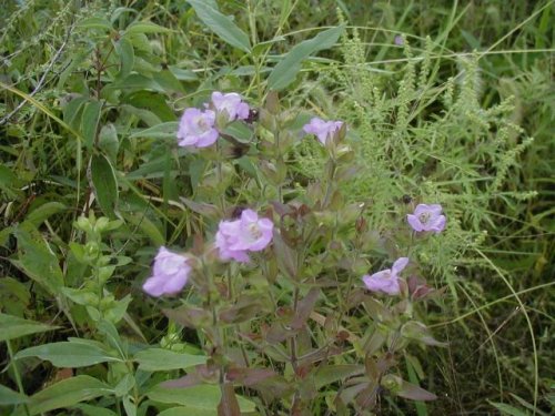 Earleaf Foxglove (Tomanthera auriculata)