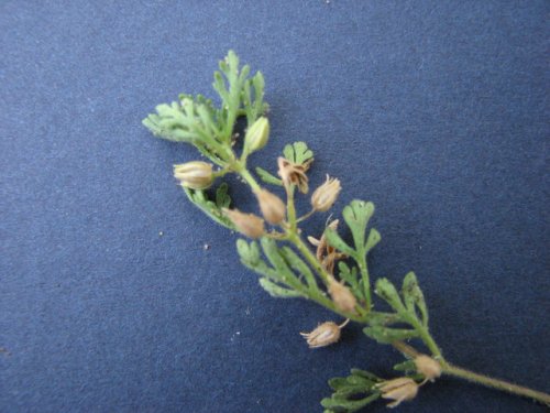 Narrowleaf Paleseed (Leucospora multifida)