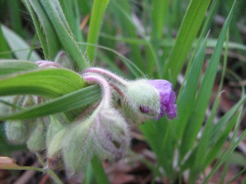 Bracted Spiderwort (Tradescantia bracteata)