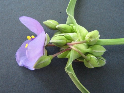 Ohio Spiderwort (Tradescantia ohiensis)