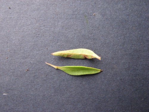 False Pennyroyal (Trichostema brachiatum)