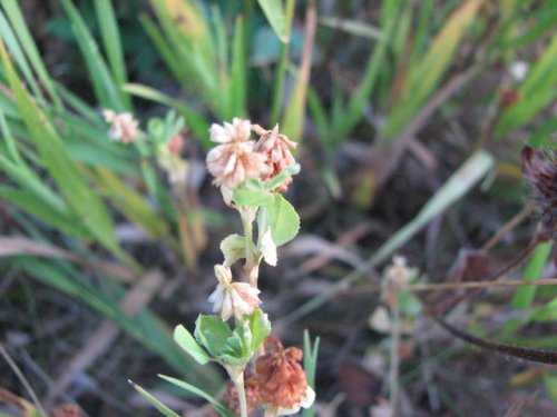 Hop Clover (Trifolium campestre)