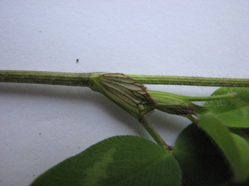 Red Clover (Trifolium pratense)