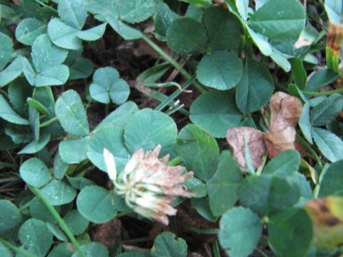 White Clover (Trifolium repens)