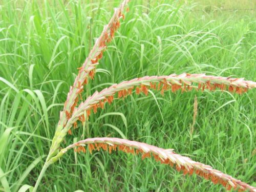 Gama Grass (Tripsacum dactyloides)