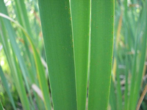 Broadleaf Cattail (Typha latifolia)