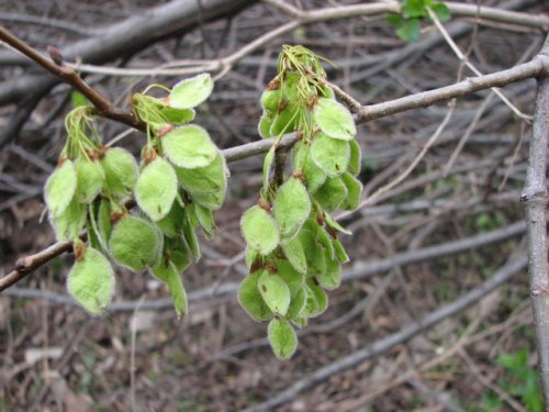 American Elm (Ulmus americana)