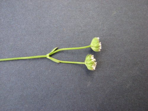 Beaked Cornsalad (Valerianella radiata)