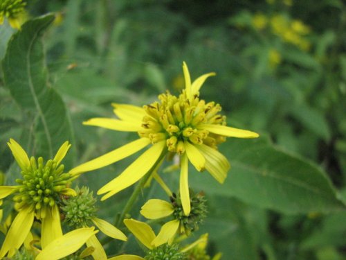 Wingstem (Verbesina alternifolia)