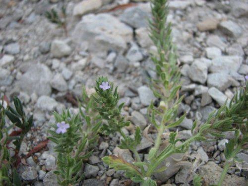 Bigbract Verbena (Verbena bracteata)