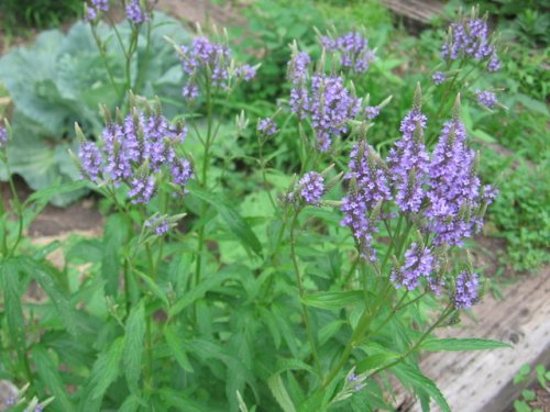 Blue Verbena (Verbena hastata)