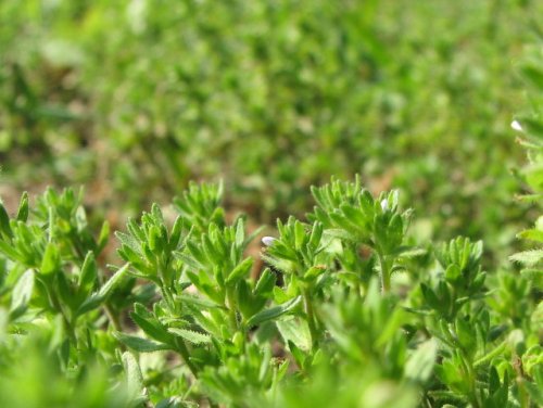 Corn Speedwell (Veronica arvensis)