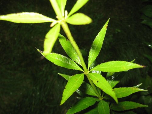 Culver's Root (Veronicastrum virginicum)