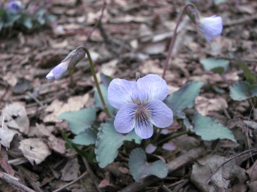 Common Blue Violet (Viola sororia)