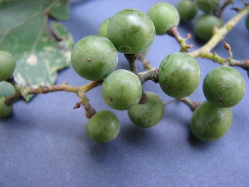 Riverbank Grape (Vitis riparia)