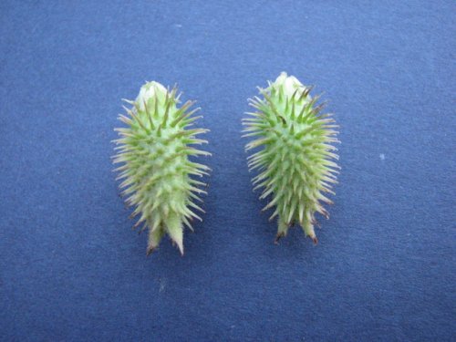 Cocklebur (Xanthium strumarium)