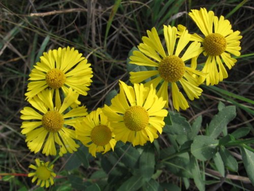 Sneezeweed (Helenium autumnale)